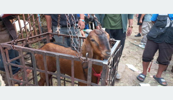 Livestock Department suggests to buy green marked goats