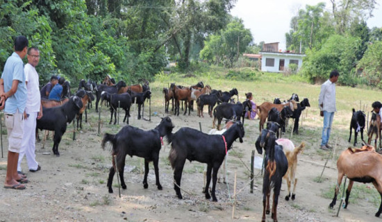 Farmers fret as the demand for goats stagnates