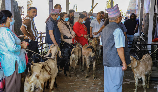 Goats and Chyangra being sold at discounted price (Photo Feature)