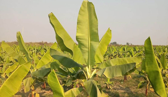 Banana farmers incur loss from recent flooding in Sunsari