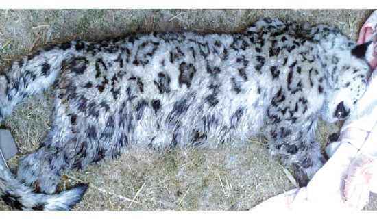 Snow leopard found in Morang was from high mountain, research shows