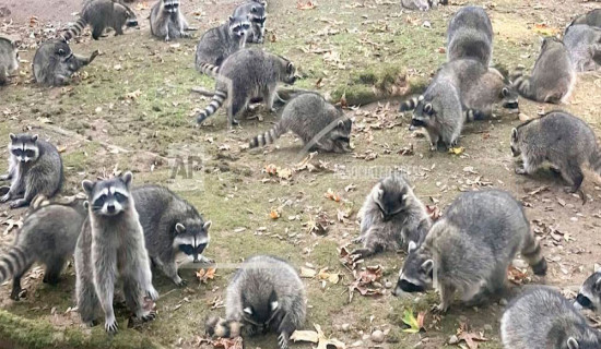 Hounded by 100 raccoons, Washington state woman calls 911