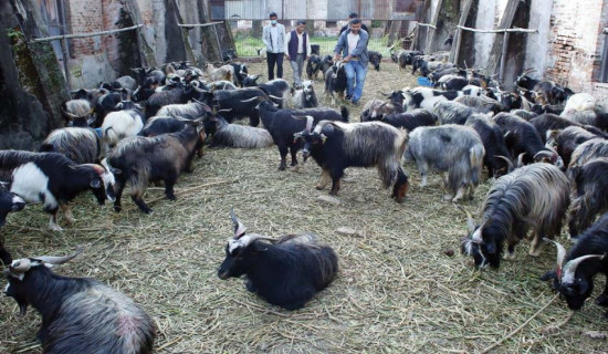 Goats and sheep worth over Rs 160 million sold during this Dashain in Jumla