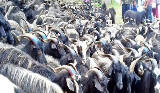 Sales of Himalayan goats earn Rs 160 million in Mustang