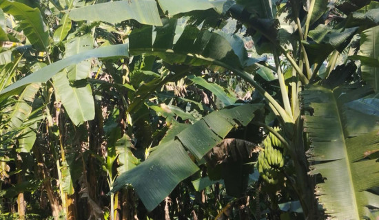 Khabara earning identity as Banana Village, 150 families engage in farming