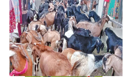 Goats worth over Rs. 30 million sold from Banke district