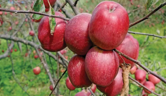 Apples worth million rupees decaying in lack of roads to Chumnubri of Gorkha, call for govt assistance