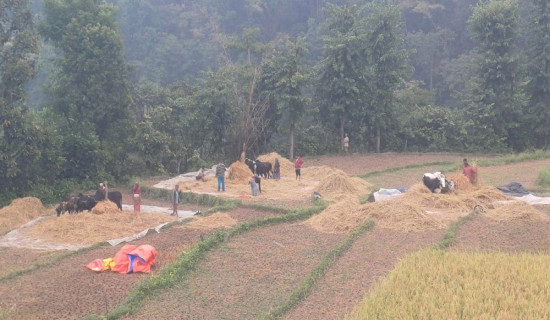 Farmers in Rukum West busy harvesting rice