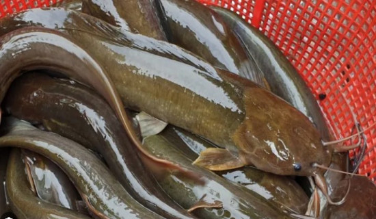 Police seize 200 kilos of cat fish illegibly brought from India