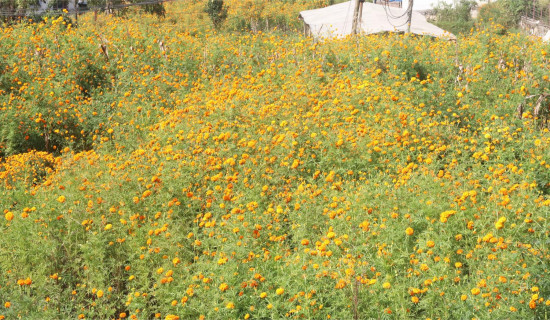 Blooming Marigold flowers