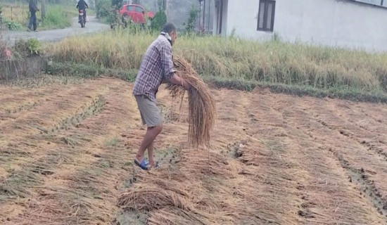 Rains damage paddy ready for harvest