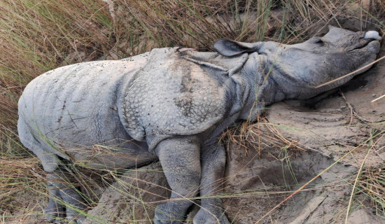 Female rhino found dead in Nawalpur