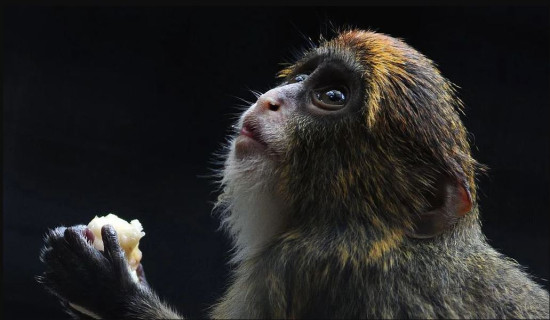 Twelfth monkey dies in HK zoo amid bacterial outbreak