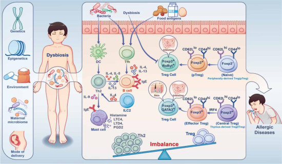 Chinese researchers advance understanding of mechanisms behind allergic diseases