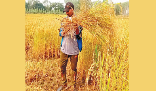 Paddy production likely to increase by 15% in Banke