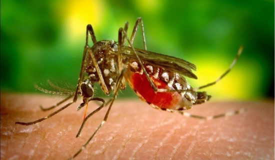 Govt to begin dengue prevention campaign  from today