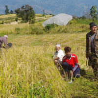 Rains damage paddy ready for harvest