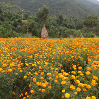 Rains damage paddy ready for harvest