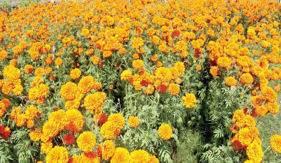 Floriculture business suffers damage worth 150 million