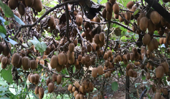 Expansion of kiwi farming in Doti