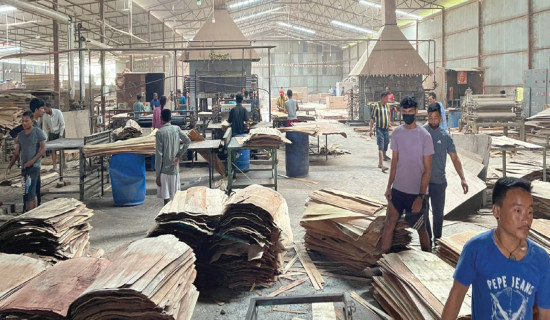 Plywood factories face dearth  of raw materials