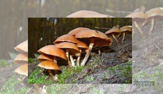 Five of a family ill after eating wild mushroom