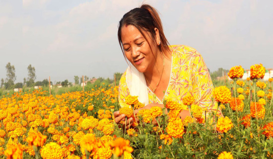 7 lakh per annum earning from Marigold