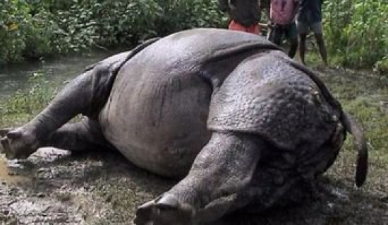 Four rhinos found dead in two weeks