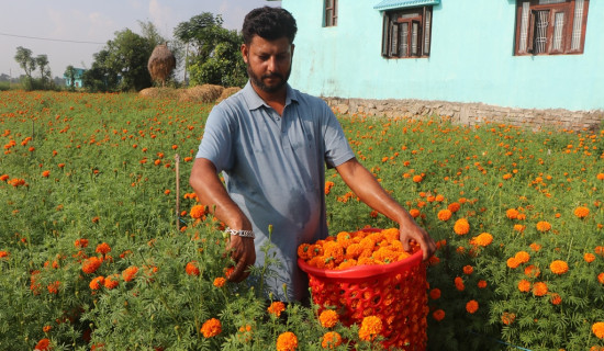 Merigold farming in Kapilvastu