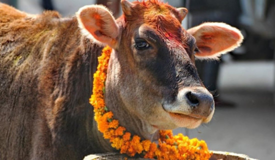 Gai Pooja, Govardhan Puja and Mha Puja being observed today