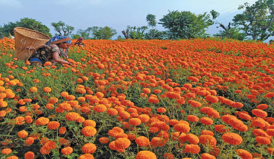 Kaligandaki sells flowers worth Rs. 1.5 million