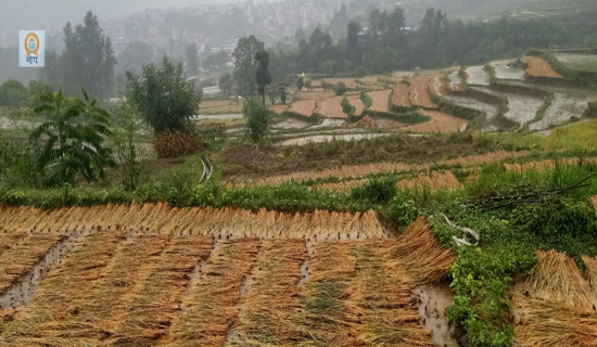 Ripe paddy destroyed by rainfall, farmers worried