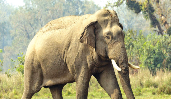 Wild elephants destroy paddy, plantain