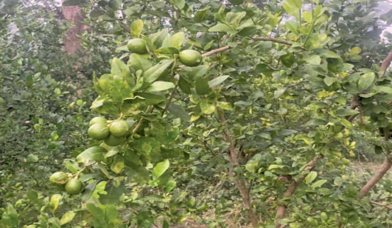 Community forest users rue over lack of market for lemons