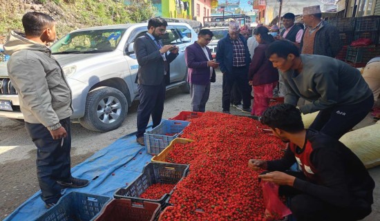 Syangja farmers elated with increase in orange production