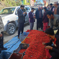 Syangja produces oranges worth Rs 1.14 billion