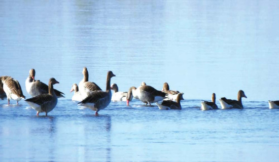 Migratory birds flock Dhangadhi’s wetlands