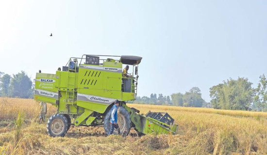 Semi-mechanisation invites problems to Morang’s paddy farmers