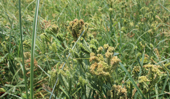 Millet test cultivation in Banke yields success