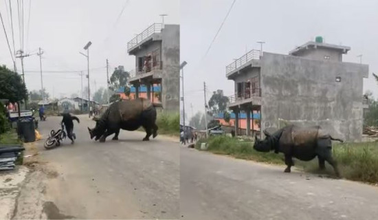 Festival in jungle drives rhino  to settlements