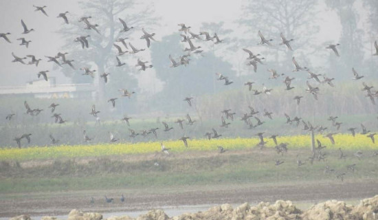 Migratory birds arrive in Chitwan from China, Russia and other nations