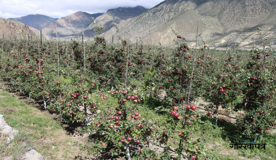 Demand for Mustang apples soars