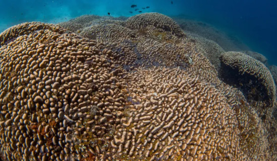 World’s largest coral found in the Pacific