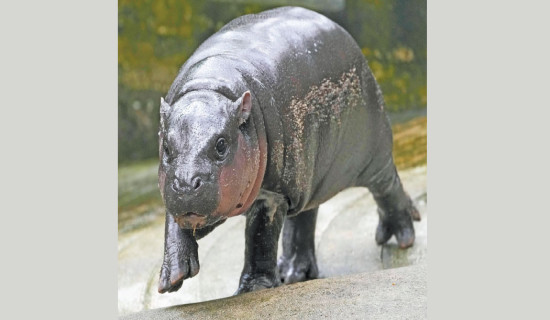 Thailand's baby pygmy hippo Moo Deng  has an official song in 4 languages