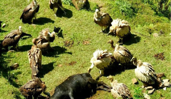 Karnali provincial govt announces vulture conservation plan