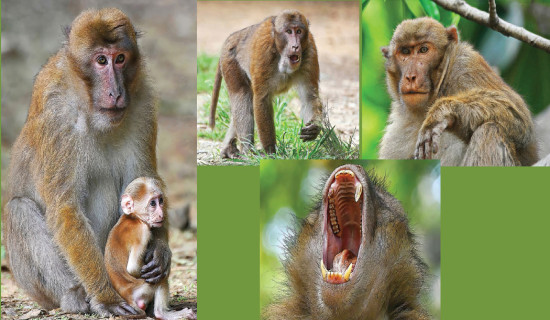 Status Of Assamese Macaque In Nepal