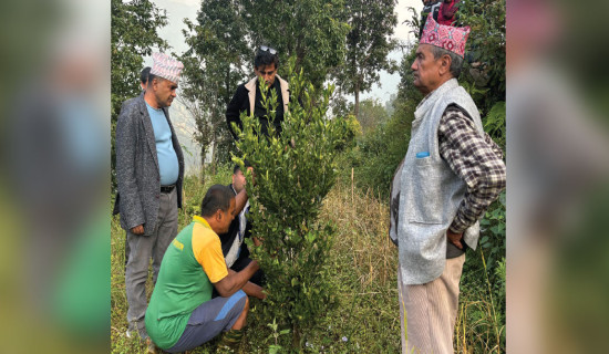 Orange farming turns fruitful for  this foreign returnee