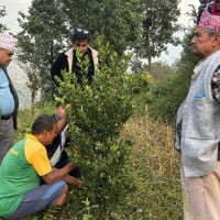 Counting begins in four municipalities in Lalitpur