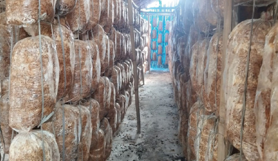 Basnet earning income from mushroom farming