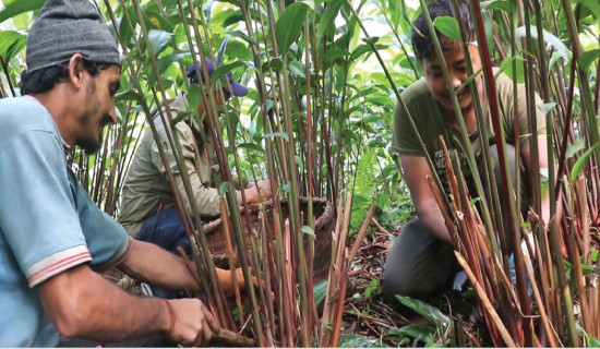 After a decade, cardamom price exceeds Rs. 100,000/40 kg